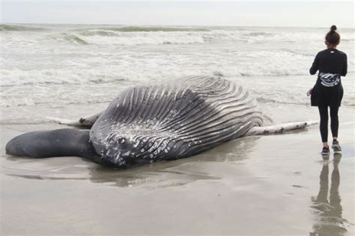 
Jersey Shore’s 7th Dead Whale “Terrible News on Top of Bad News” 