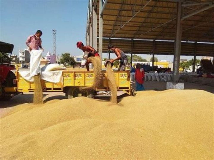 
With target of 191L metric tonnes, paddy procurement begins in Punjab 